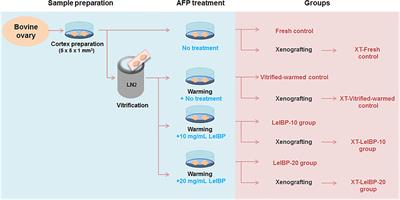 Antifreeze Protein Supplementation During the Warming of Vitrified Bovine Ovarian Tissue Can Improve the Ovarian Tissue Quality After Xenotransplantation